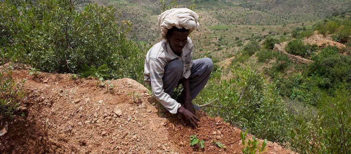 Man planting a tree in Ethiopia, Tigray region, Kola District. 
