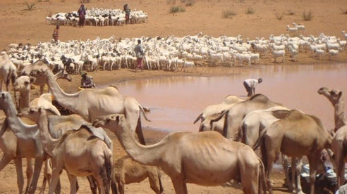 Farmers guide their livestock in the arid region of Mandera, Kenya
