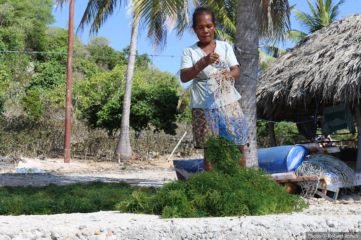 Una mujer selecciona las algas marinas que ha recolectado en Rote (Indonesia). © Robert Jones