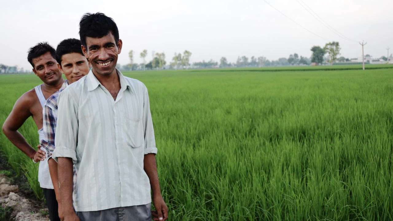 A farmer in a paddy field in Haryana, India. India Water Project.