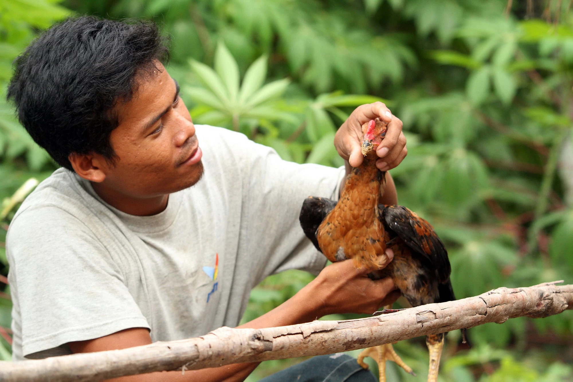 un Sovath supports his family by raising chickens. Agriculture is a key sector in Cambodia due to the predominance of the rural population and its contribution to the national economy. Kampong Thom, Cambodia. © Chhor Sokunthea / World Bank