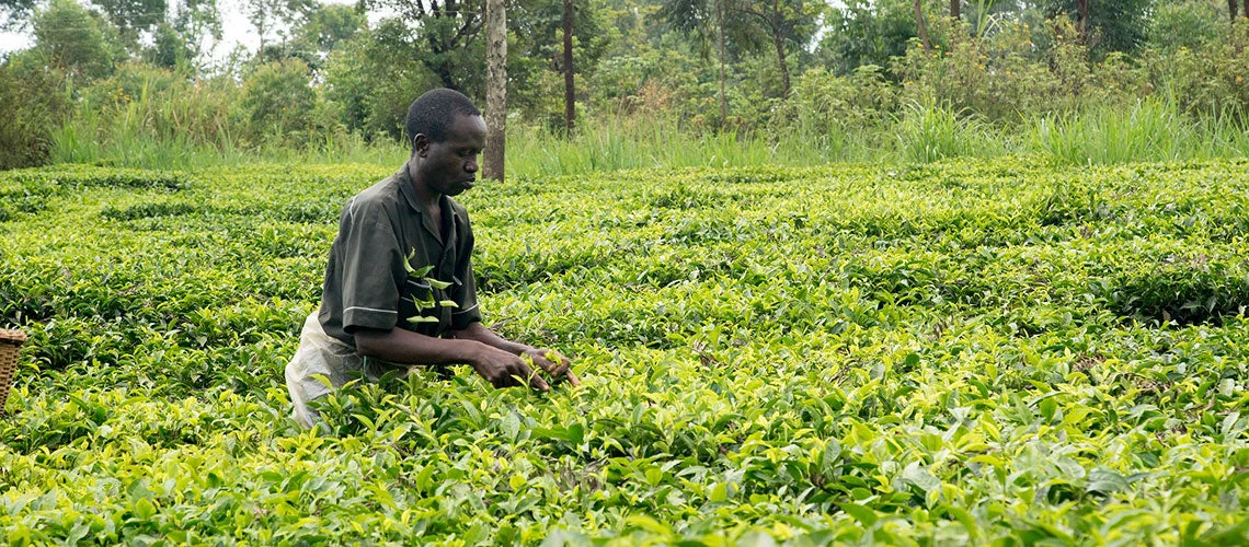 Farmers harvest their crops near Kisumu, Kenya. Photo: Peter Kapuscinski/World Bank