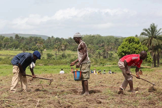 Agricultores trabajando en sus campos en Guinea