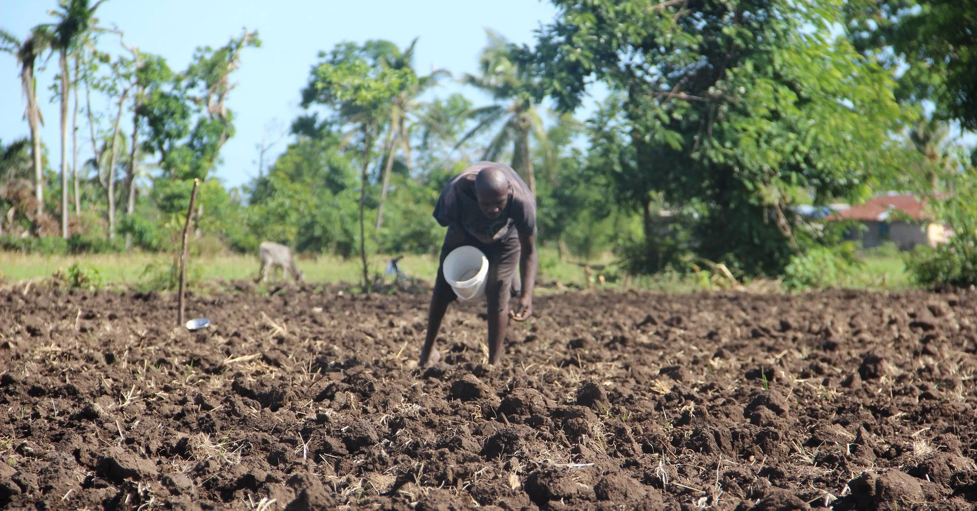 A man farming in Haiti