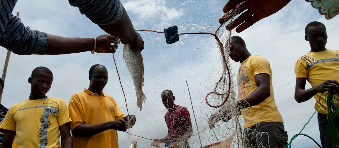 Fishermen removing freshly caught fish from nets in Nigeria