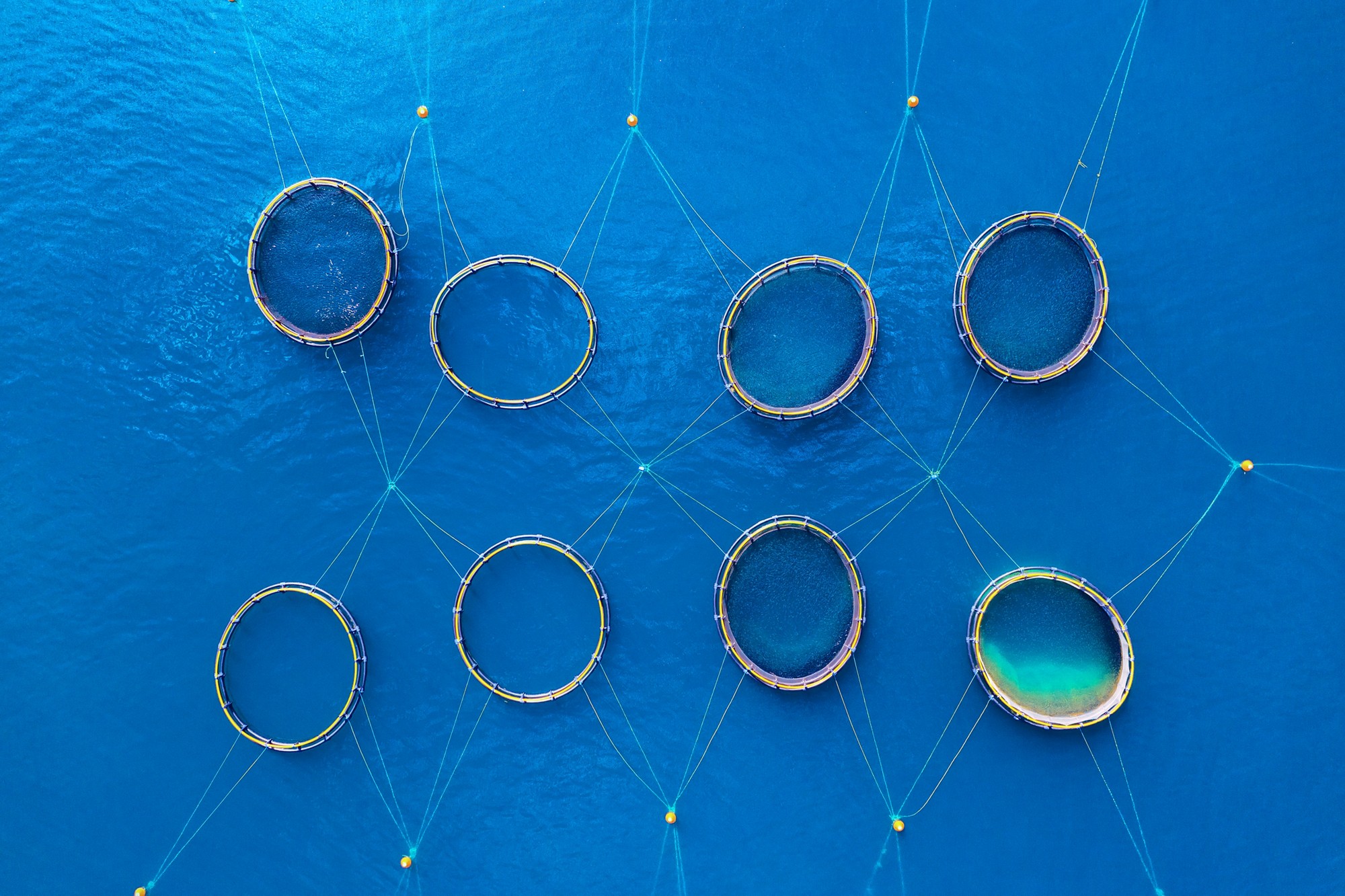 View of the fish farm from the air. Breeding salmon on a sea farm. Food industry and production.