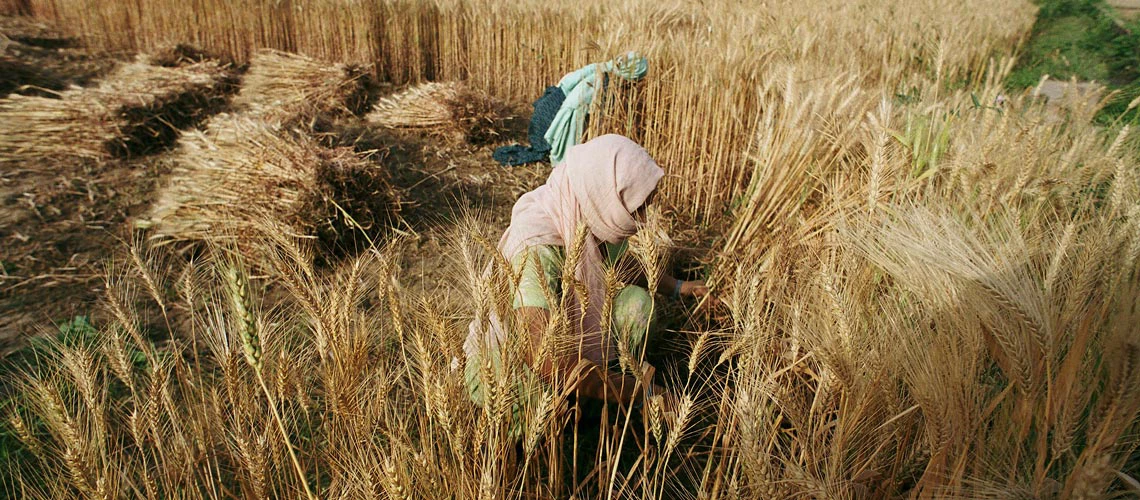 Mujeres cosechan trigo en Bangladesh. Foto: © Scott Wallace / Banco Mundial