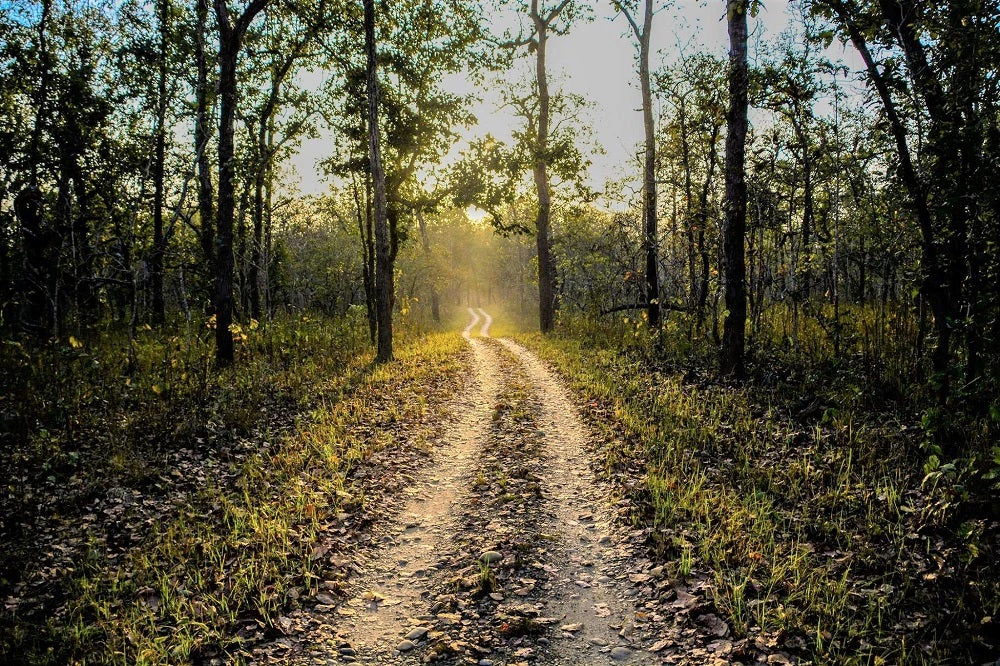 A photo of a road in the middle of a forest during sunset