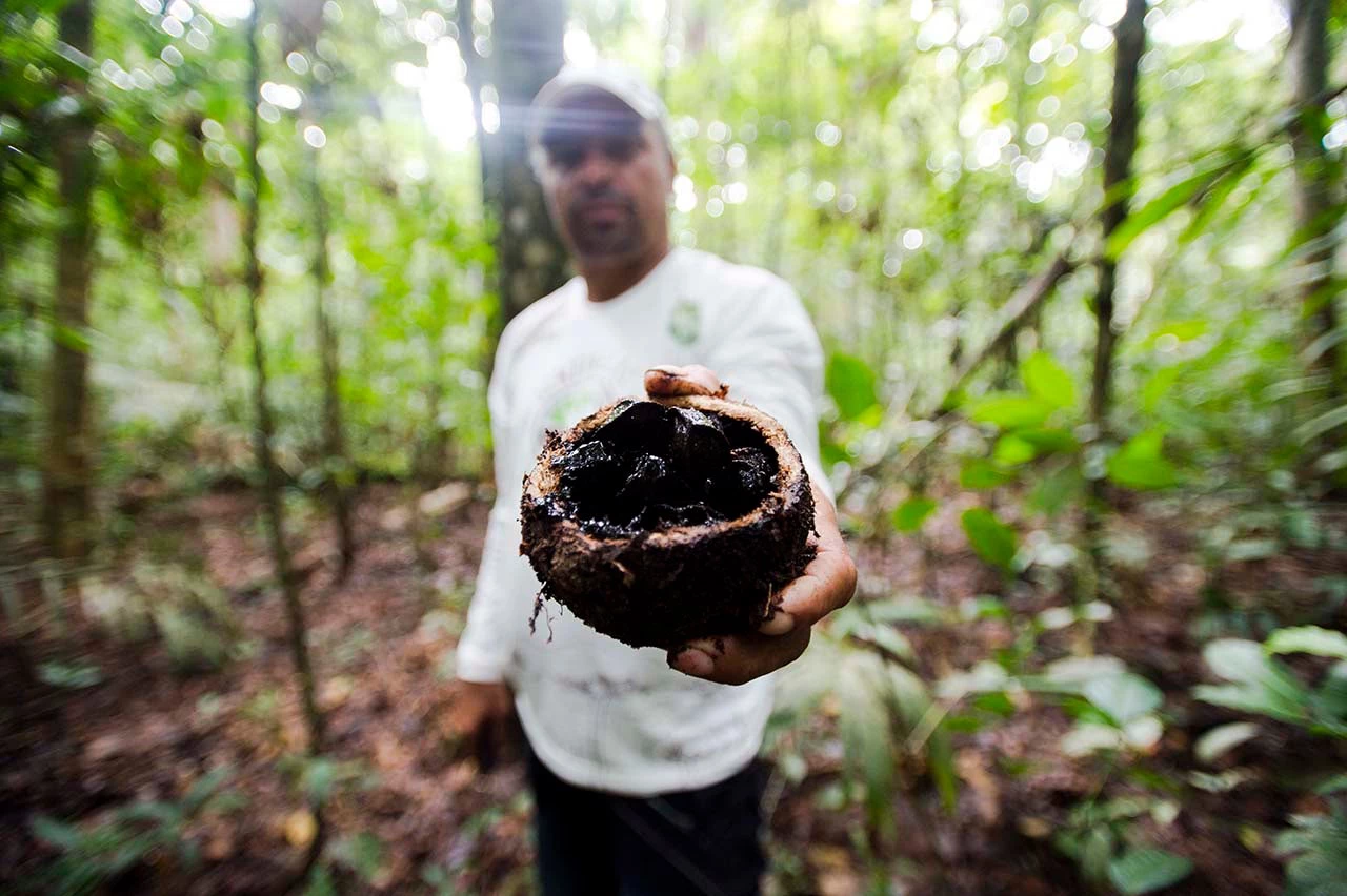 Man showing a fruit from the Brazilian Amazon. 