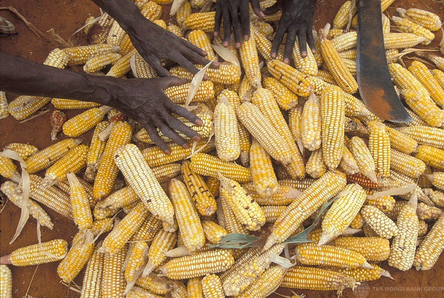 a pile of corn, with farmers' hands in the background