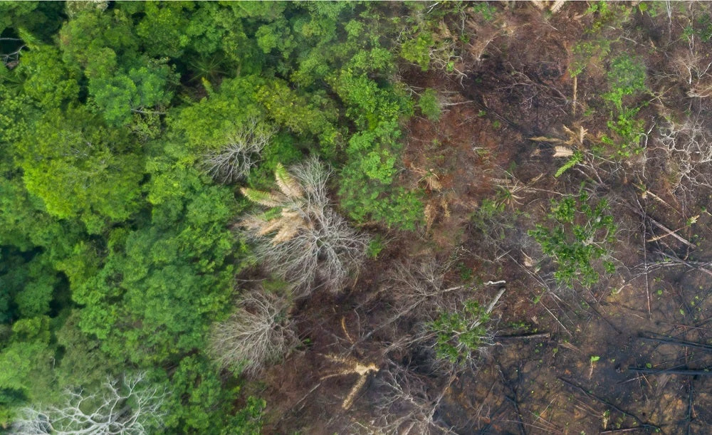 Geospatial image of forest in Brazil