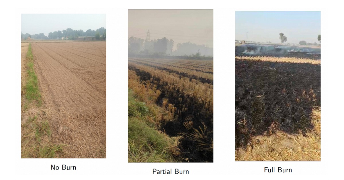 Can Better Seeds Clear the Air? How India Can Fight Pollution Through Smarter Farming