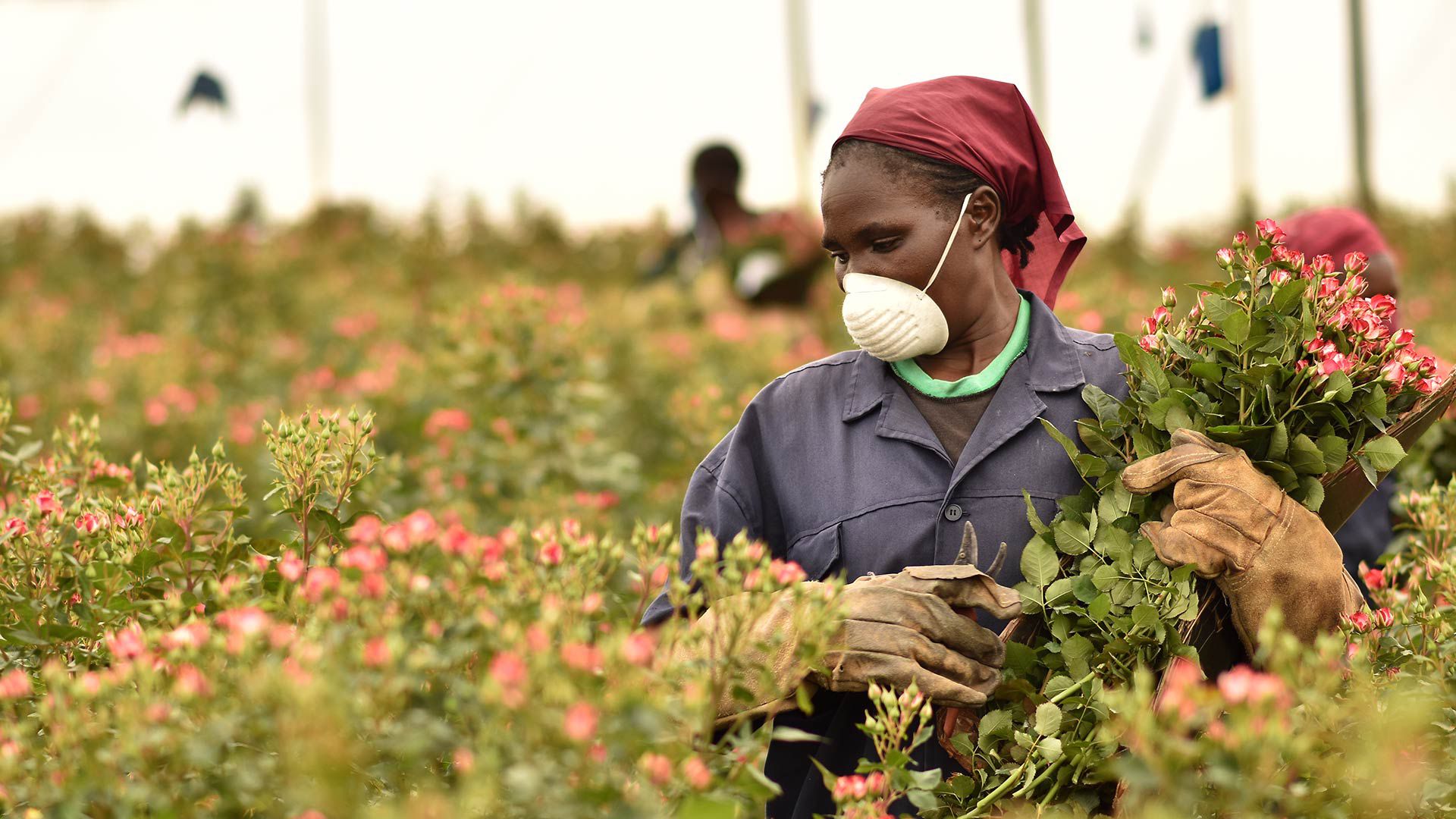 How a Kenyan Flower Producer Bloomed Through COVID19