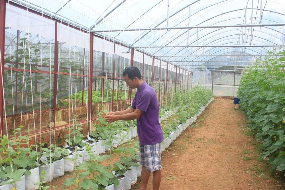 Typhoons swept across the farm of Le Dinh Quoc in Quang Binh province, Vietnam, in 2015-2016, leaving all vegetables and structures on his three hectares badly damaged. Le Dinh Quoc had to borrow money to repair the green house. He also adjusted to the risk of future windstorms by planting vegetables that grow closer to the ground such as pumpkin, sweet potato, spinach and morning glory. Photo credit: World Bank