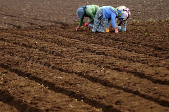 Three women plant seeds on a farm in Chimaltenango, Guatemala. Photo by Maria Fleischmann / World Bank