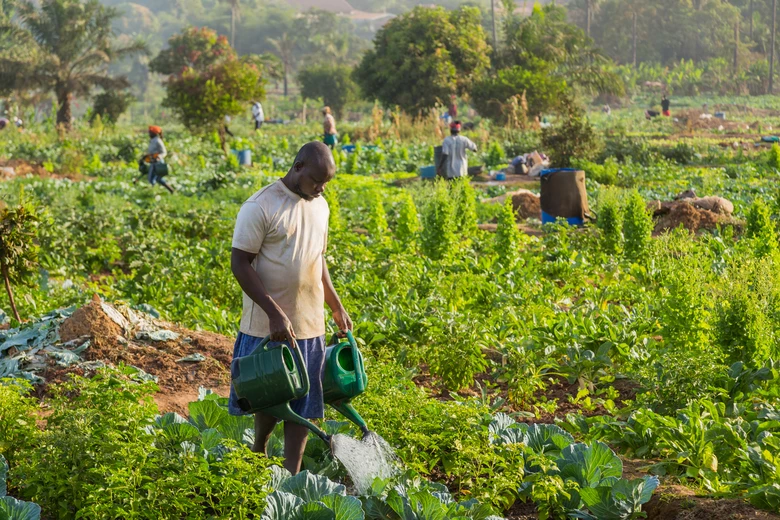 From farm to market: the data behind Guinea-Bissau’s US$30 million agrifood opportunity