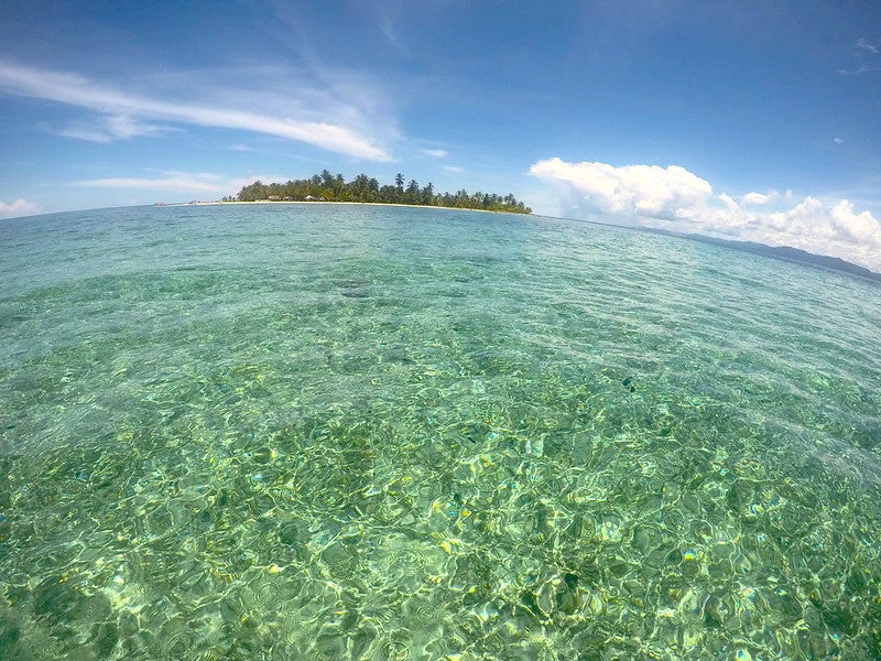 Seaweed forests could help power tropical islands - Asia & Pacific