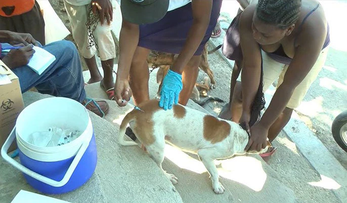 Officials vaccinate a dog against rabies in Haiti.