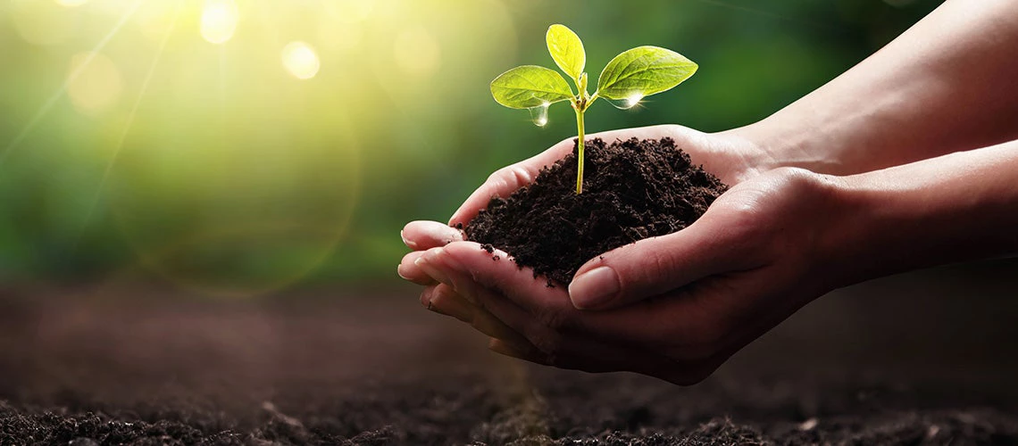 Hands holsing a plant. | © Adobe Stock