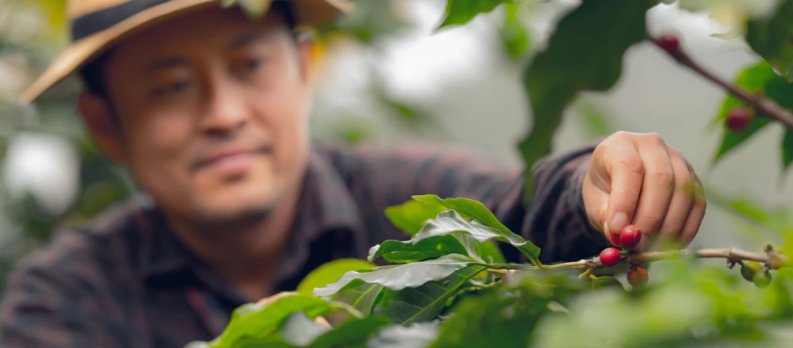 Producer collecting coffee beans from the coffee tree