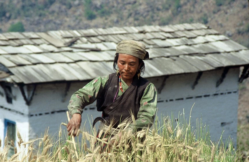 Harvesting barley in Nepal