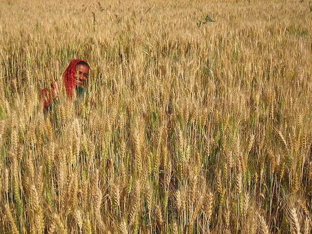 Mujer cosechando trigo (Meena Kadri vía Flickr commons). (i)