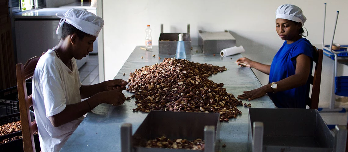 Workers process Brazil nuts