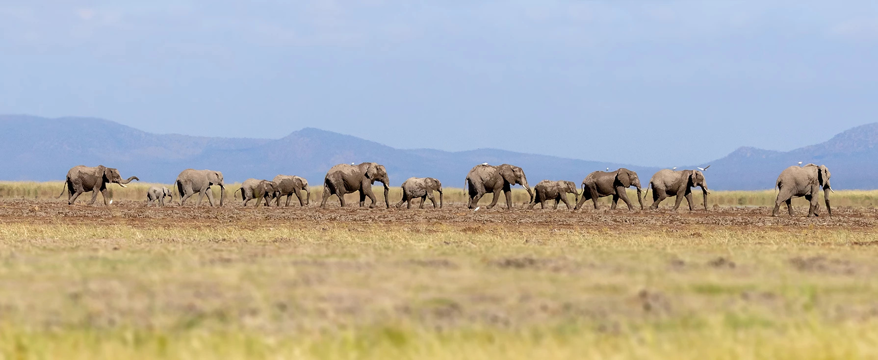 A herd of elephants walk through the open plains