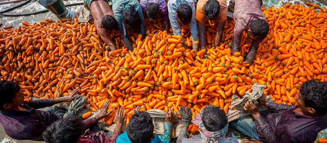 Farmers wash carrots after harvest in Dhaka, Bangladesh. Photo: Jahangir Alam Onuchcha / Shutterstock.com