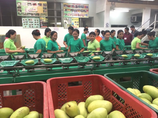 Hi-Las workers weighing and sizing mangoes. Source - 