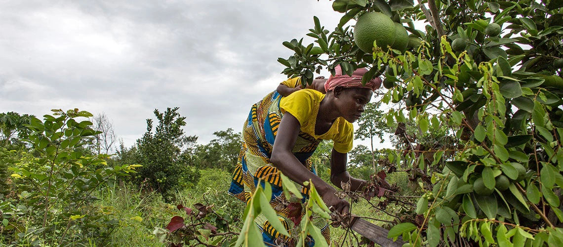 The hidden value of Benin?s forests 