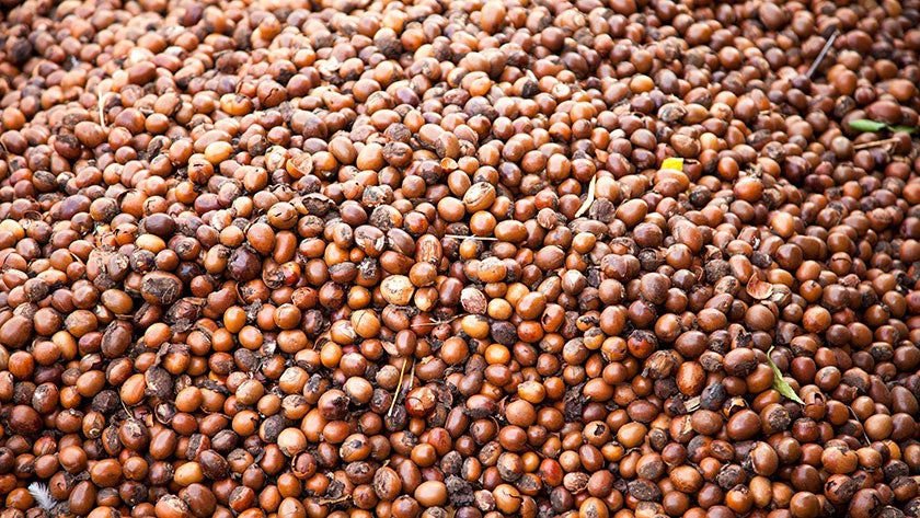 Raw Shea nuts. Shea value chain is key NTFP supporting livelihoods in Benin. Photo: KSK Imaging/Shutterstock