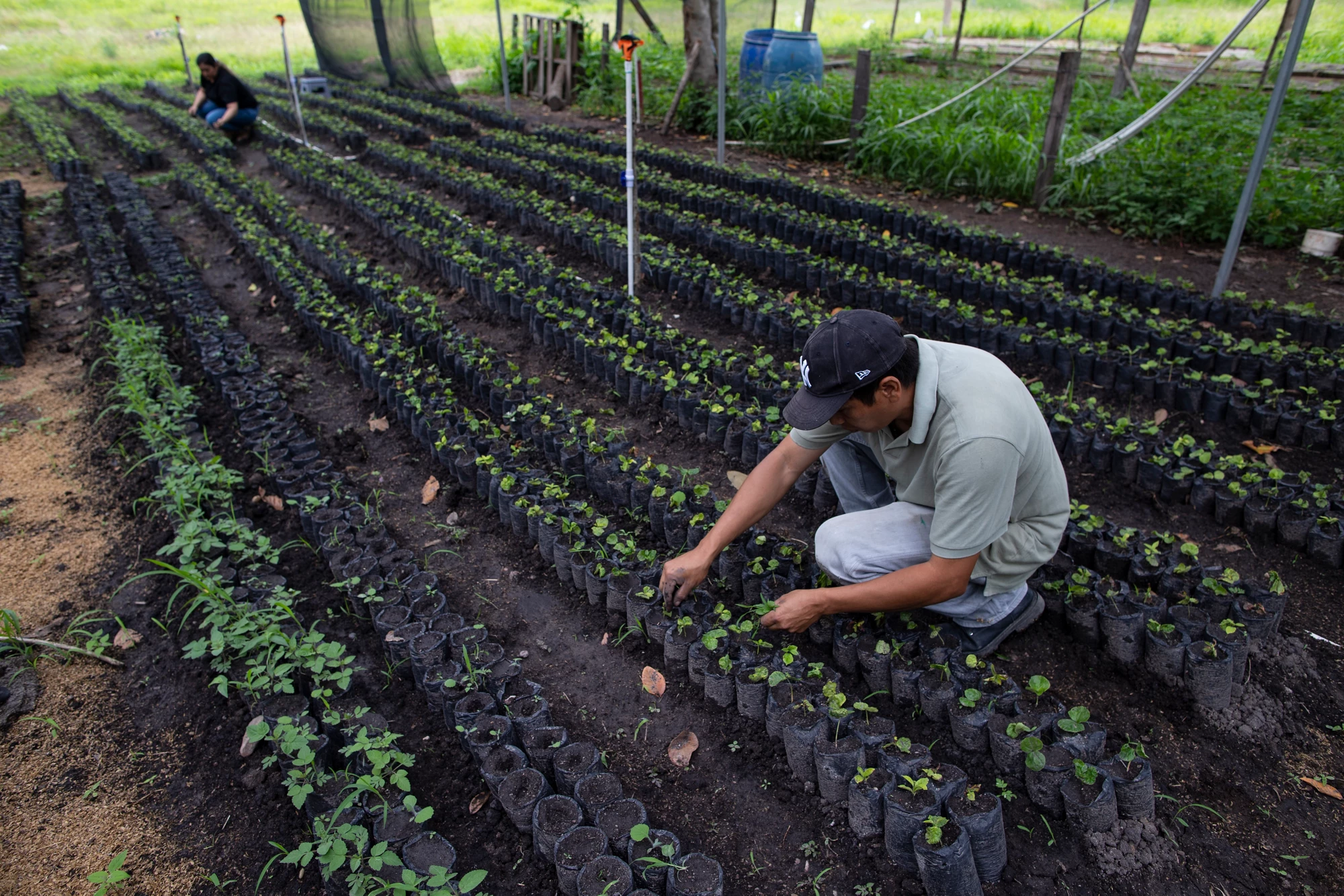 Two farmers tend to seedlings at an agricultural nursery in the department of Choluteca, in Southern Honduras.   Photo: Leonel Estrada / The World Bank Group 