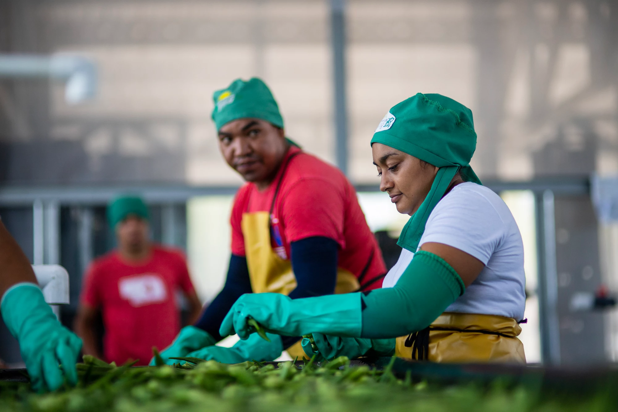 In Honduras, where nearly 80% of the workforce survives in the informal economy, agriculture can be a source of sustainable growth and formal jobs, which strengthens rural livelihoods and ultimately drive local economies.   Photo: Leonel Estrada / The World Bank Group 