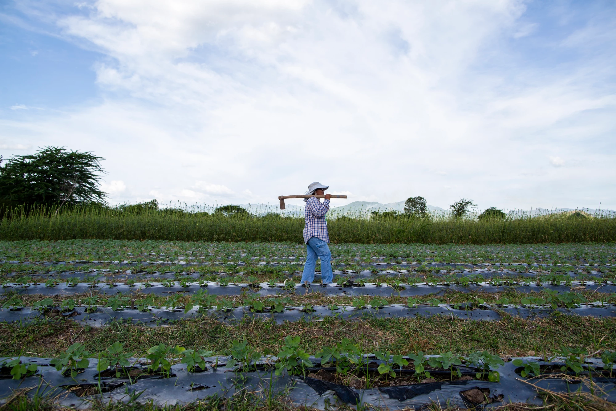 BANHCAFE is one of the Private Financial Allies within the ComRural II project, supported by the World Bank Group, which boosts agricultural competitiveness and rural employment in Honduras through technical assistance and private investment mobilization.   Photo: Leonel Estrada / The World Bank Group 