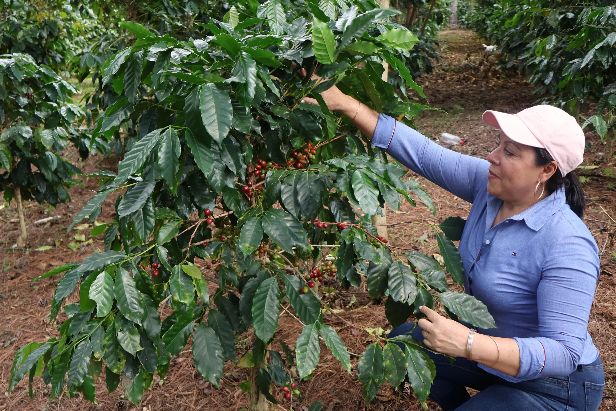 BANHCAFE has supported Honduras’s productive sector since 1981.   Photo: BANHCAFE 