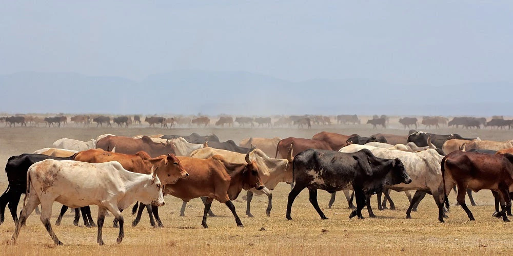 Herd of Masai cattle on dusty plains, Kenya
