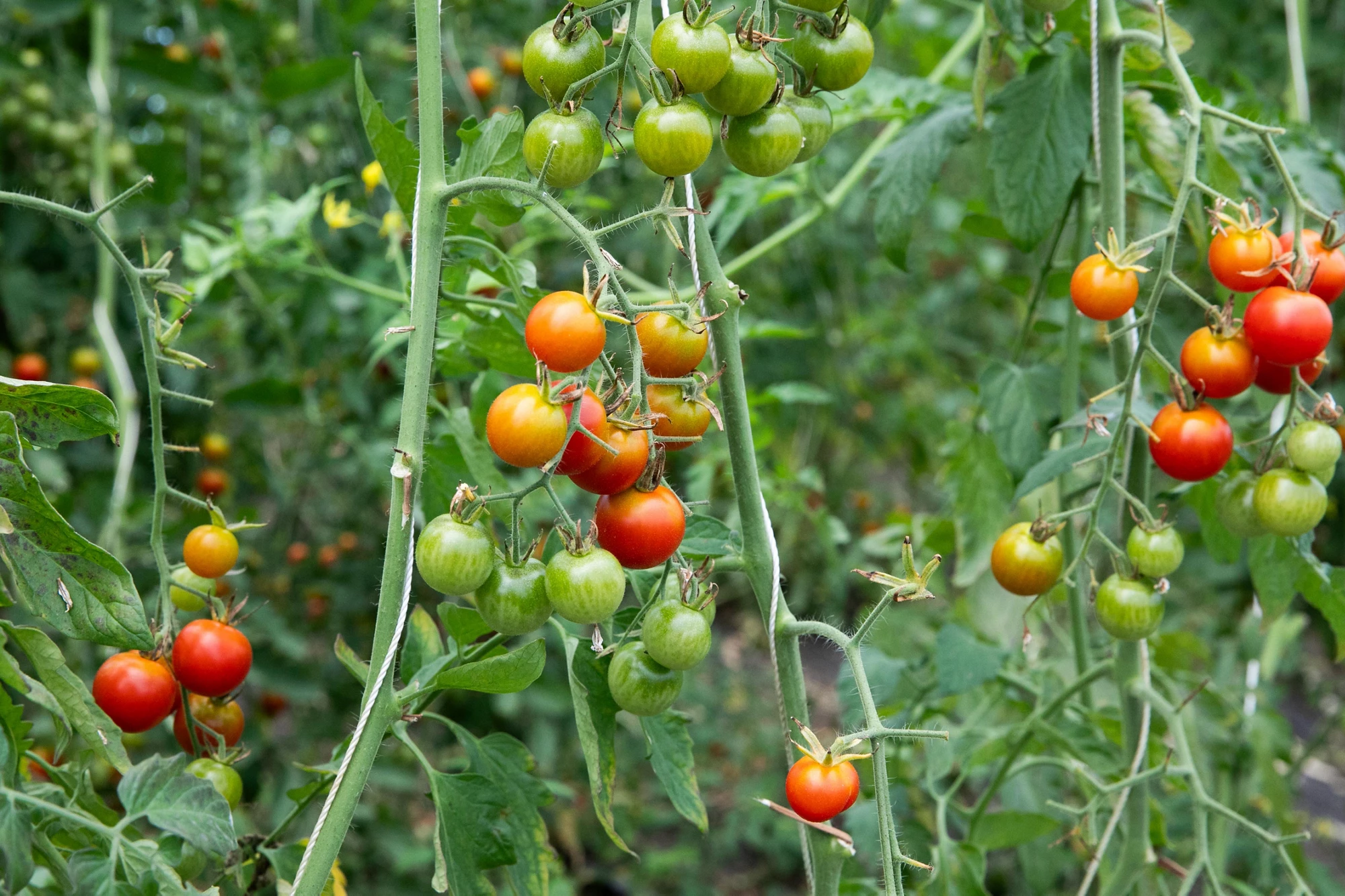 cherry tomatoes grown by smallholder farmers