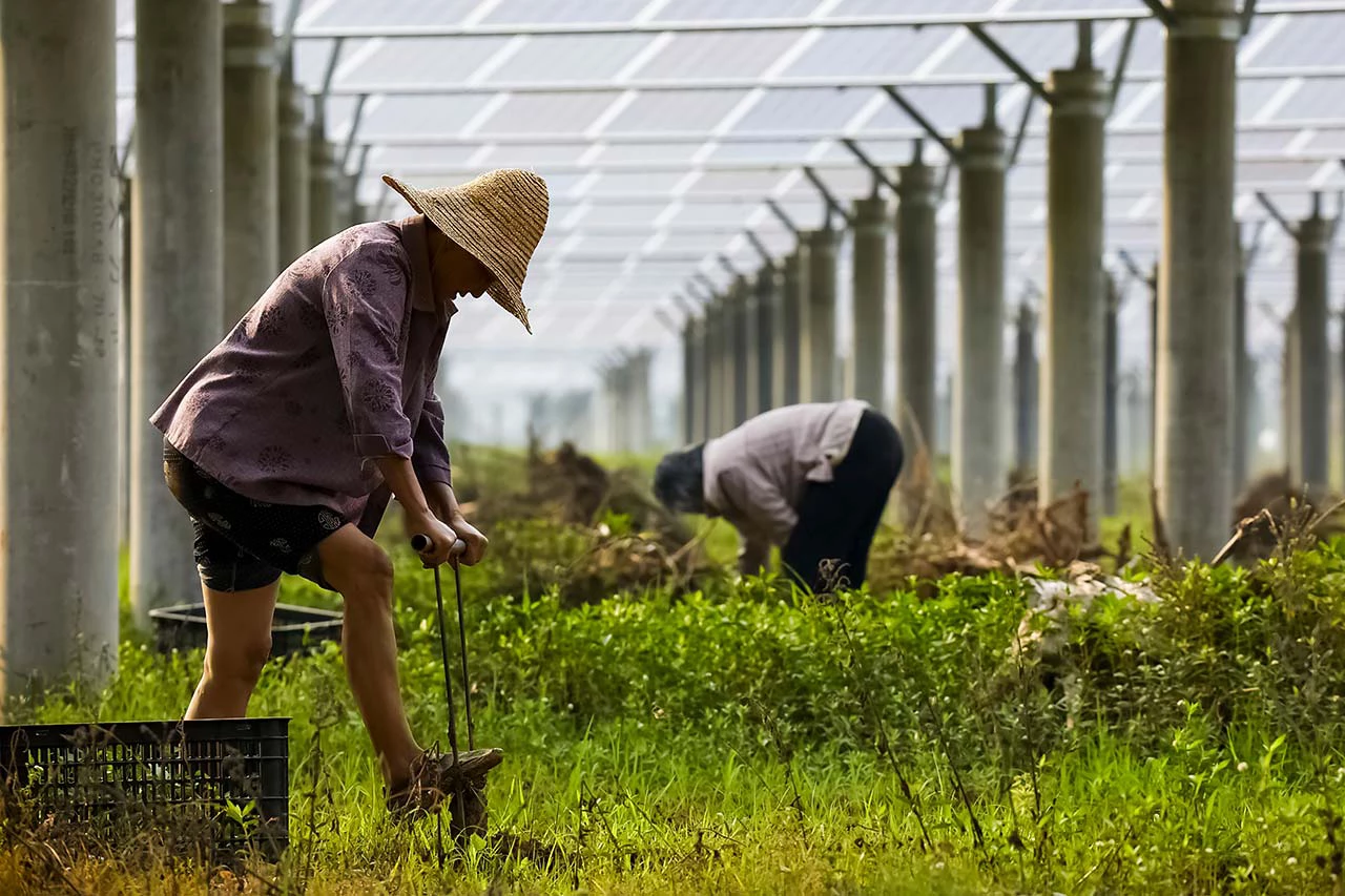  How Agrivoltaics Meets Food and Energy Needs 