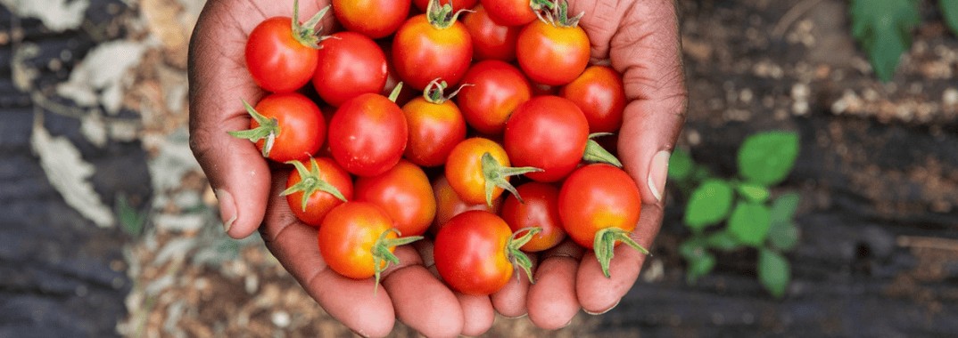 AgriConnect, c'est plus de nourriture, de stabilité, de croissance et d'emplois
