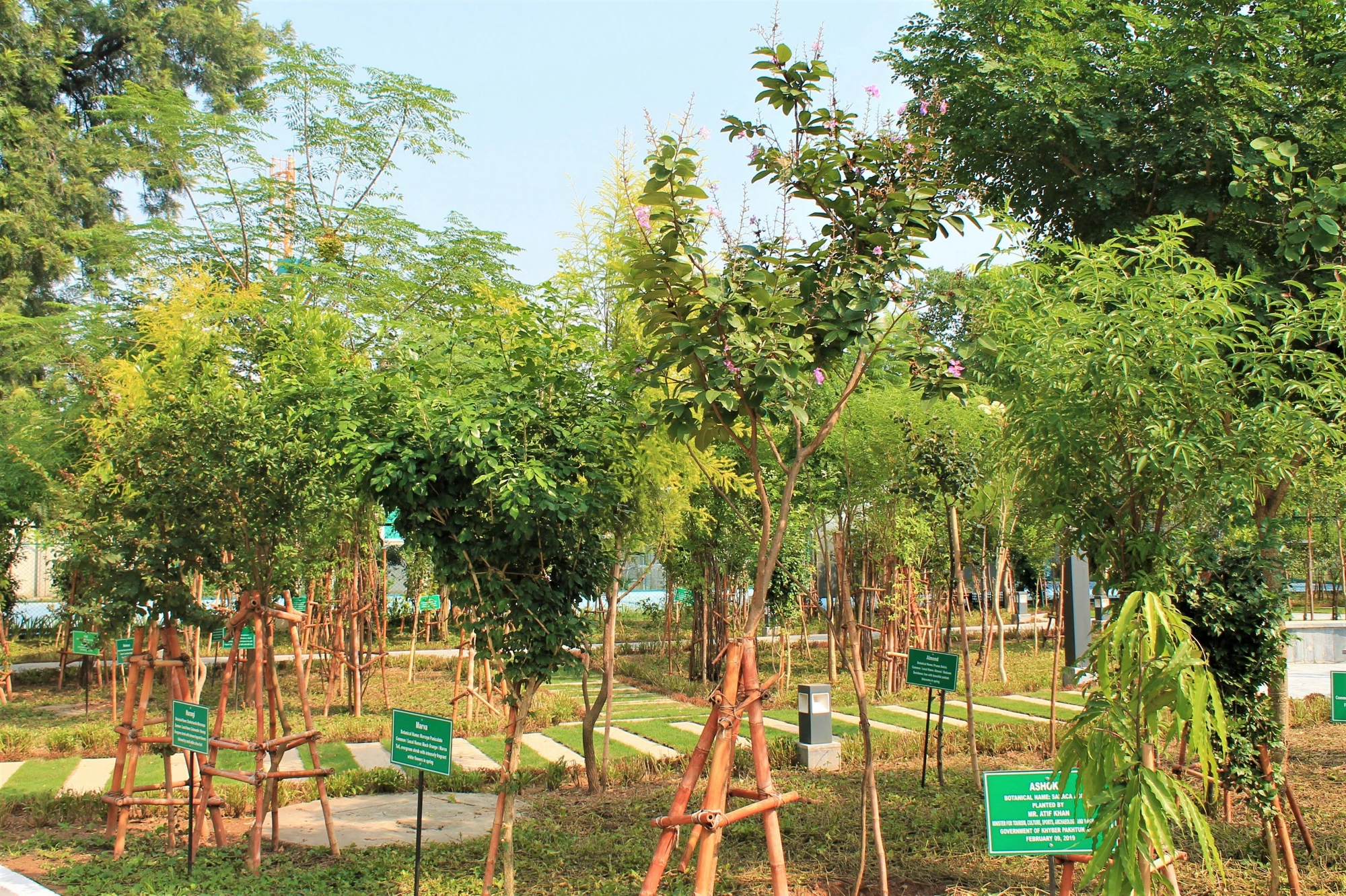 Urban Forest, Islamabad Campus