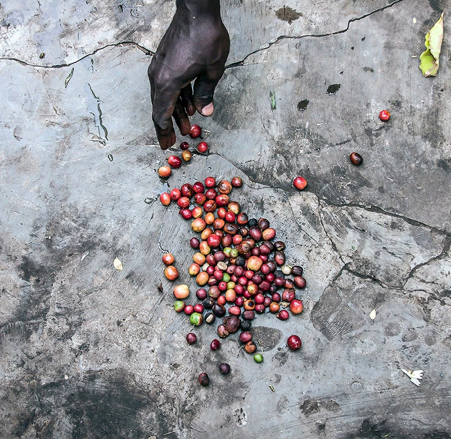 Coffee Cooperative photo licensed from Mariajose Silva-Vargas