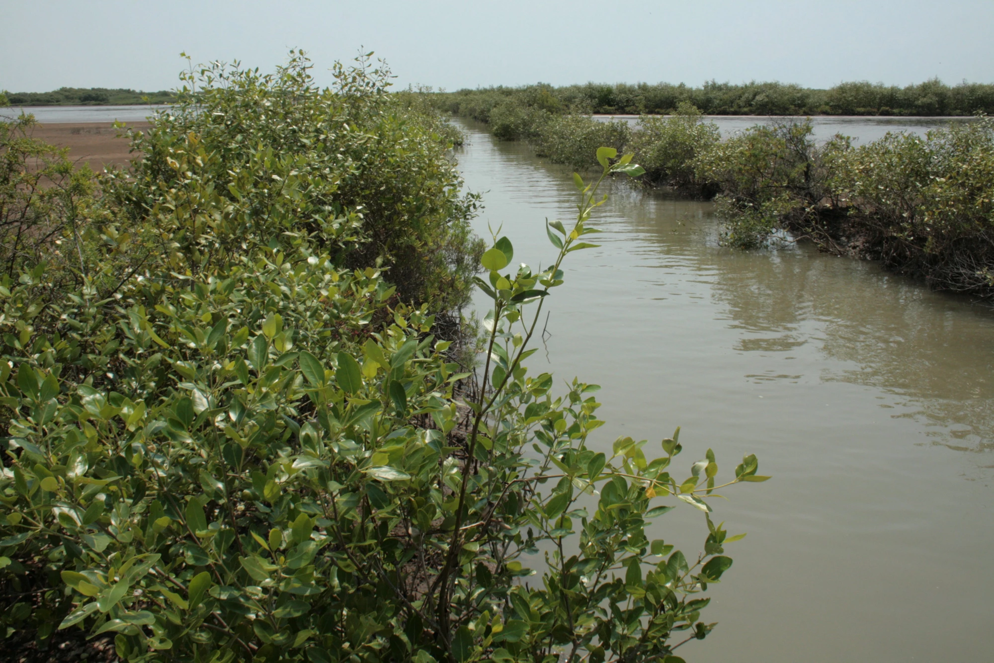 Mangroves re-establishing themselves after a few of years of care (Muthupet ? Tamil Nadu) 