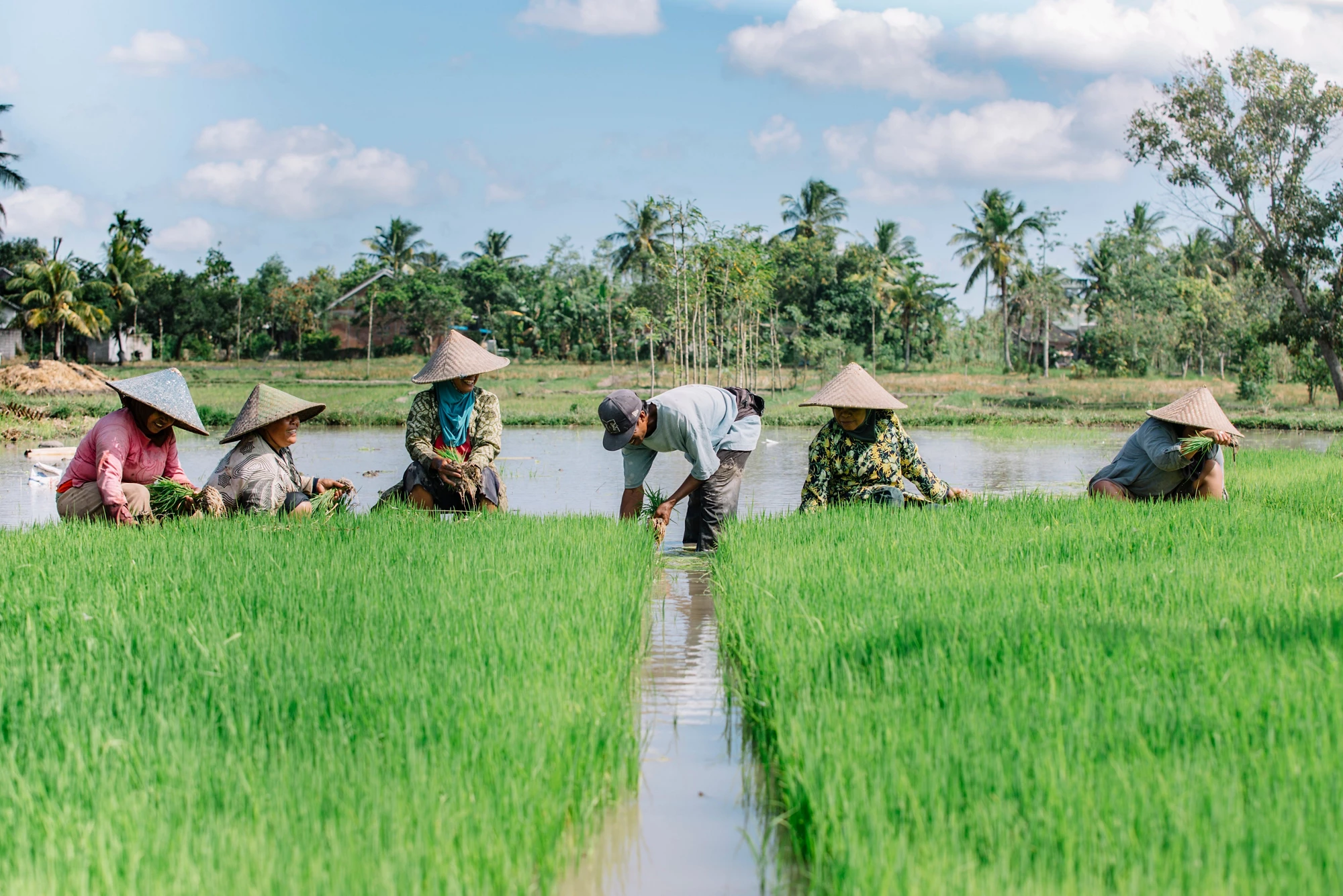 Di pedesaan Indonesia, beras menyumbang hampir seperempat dari total pengeluaran penduduk miskin.