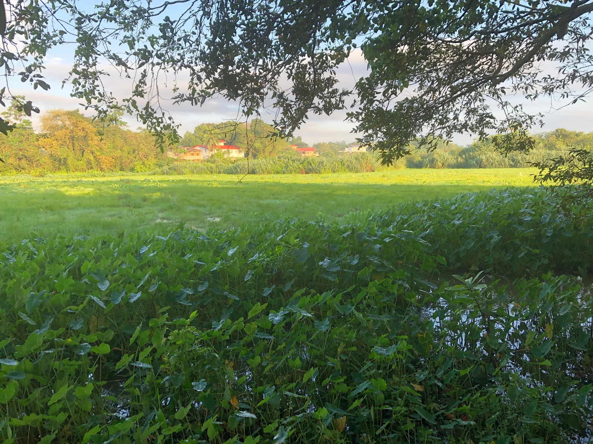 The shallow end of Talangama with low grass. Photo Credit: Nadeera Rajapakse