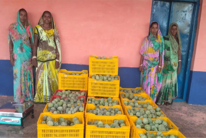 Women at the custard apple collection centre
