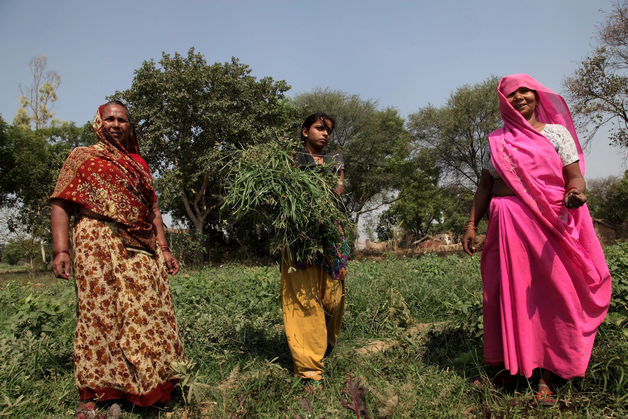Women Farmers at Work in Uttar Pradesh, India