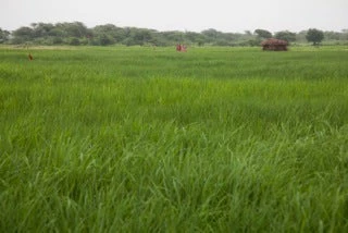 Sodic land after reclamation process in Aligarh