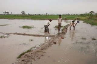 Sodic land under reclamation in Aligarh