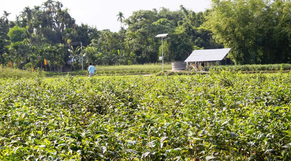 A solar irrigation pump in Siliguri Region, West Bengal, India. (Photo by Amit Jain / World Bank)